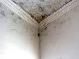 Benicia, CA Mold Removal & Remediation Company