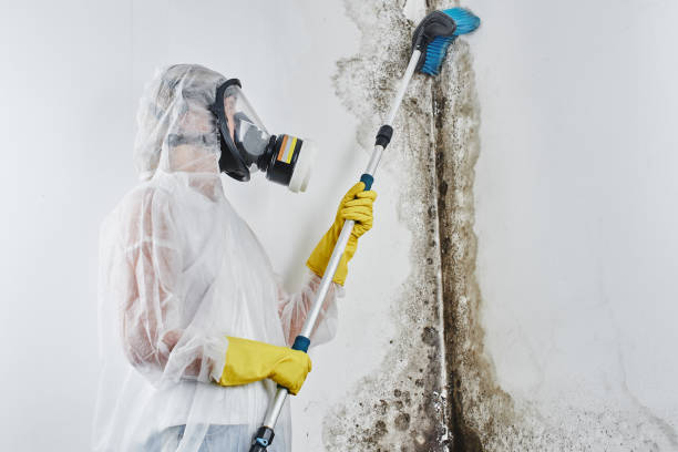 Best Mold Odor Removal Services  in Benicia, CA