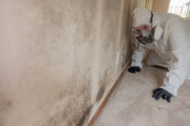 Best Attic Mold Removal  in Benicia, CA