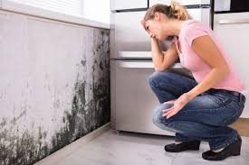 Mold Documentation for Insurance Claims in Benicia, CA